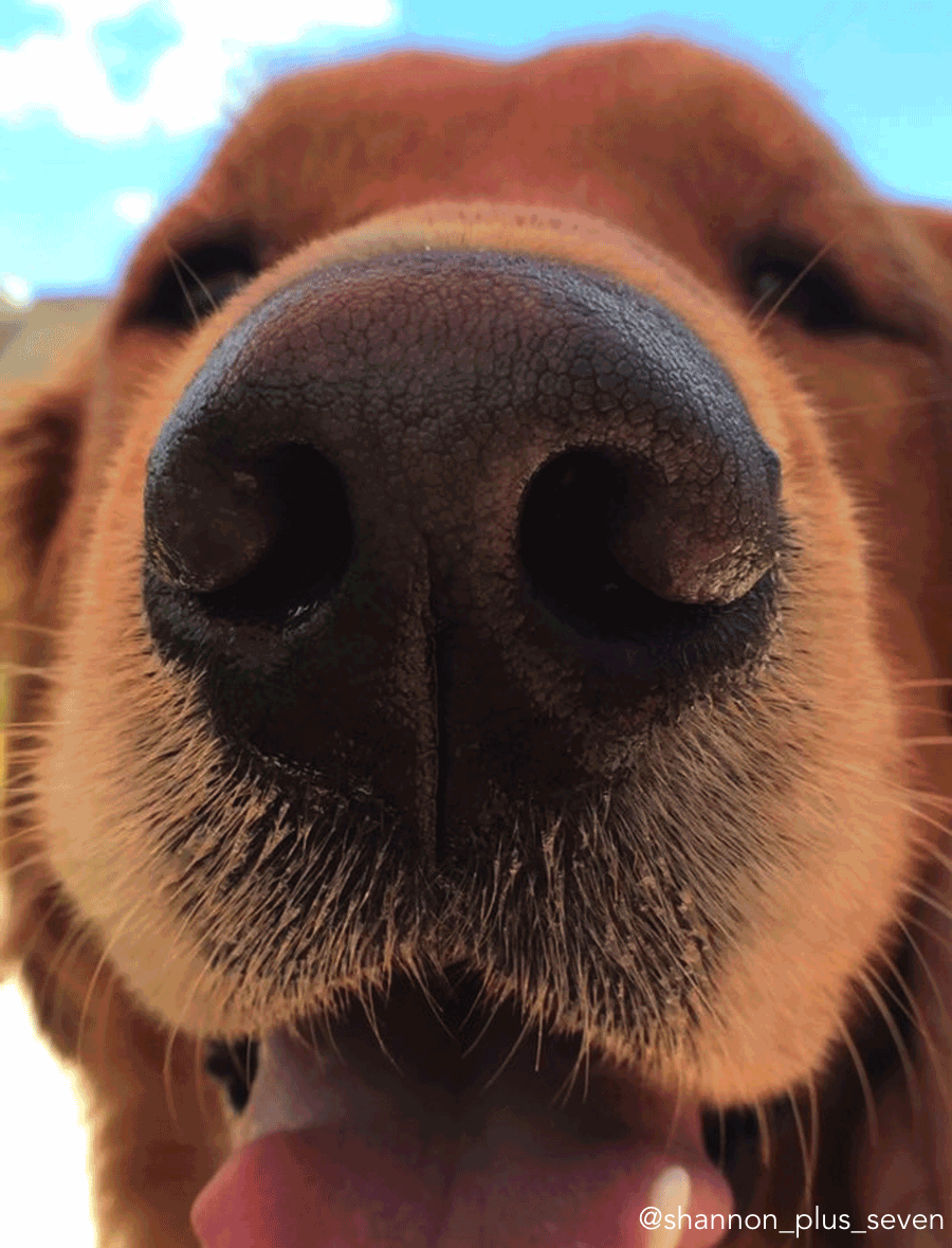 dog face up close