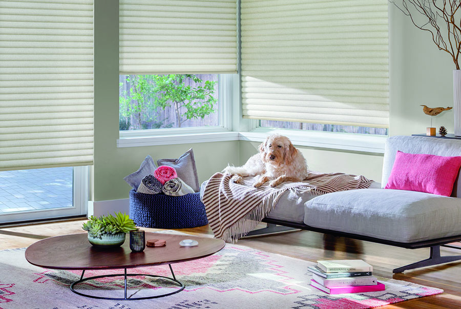 pet in sunny spot with motorized smart shades in Cherry Creek Denver