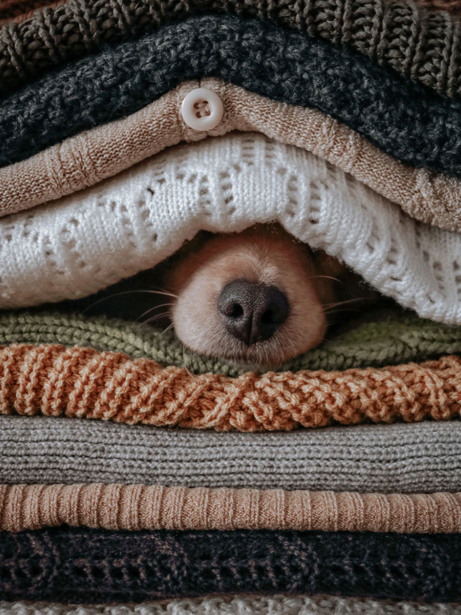 dog nose under a pile of blankets